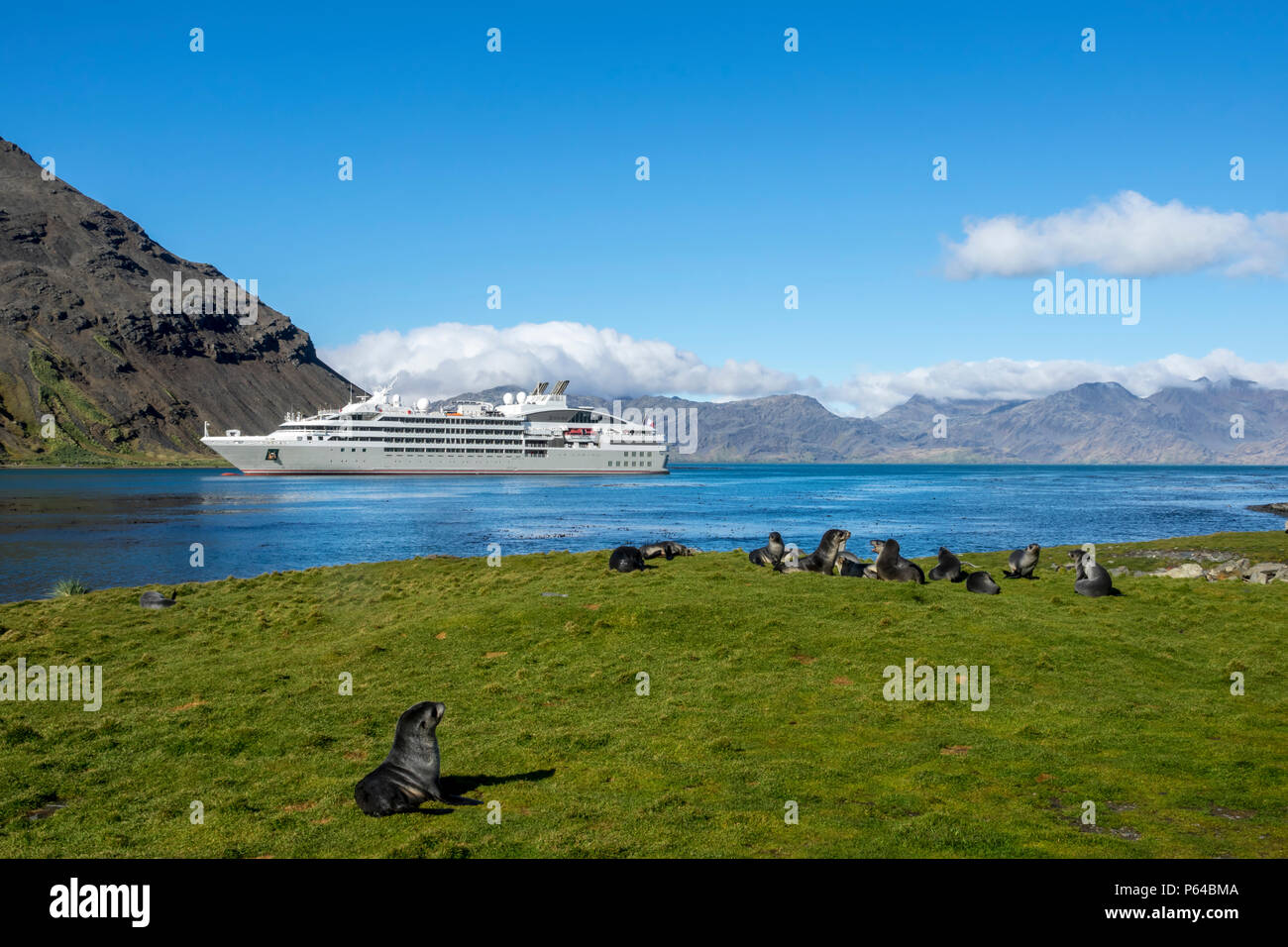 A creche of Antarctic fur seal pups in front of the French-flagged expedition ship Le Lyrial, Grytviken, South Georgia Stock Photo