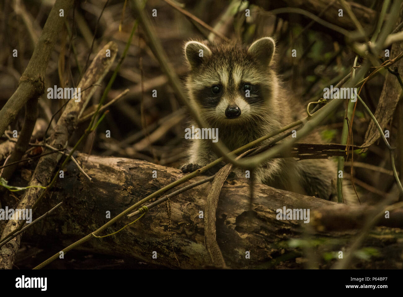 A incredible cute baby northern raccoon (Procyon lotor) from Eastern North Carolina. It briefly peeked out of the wood pile it was sheltering in. Stock Photo