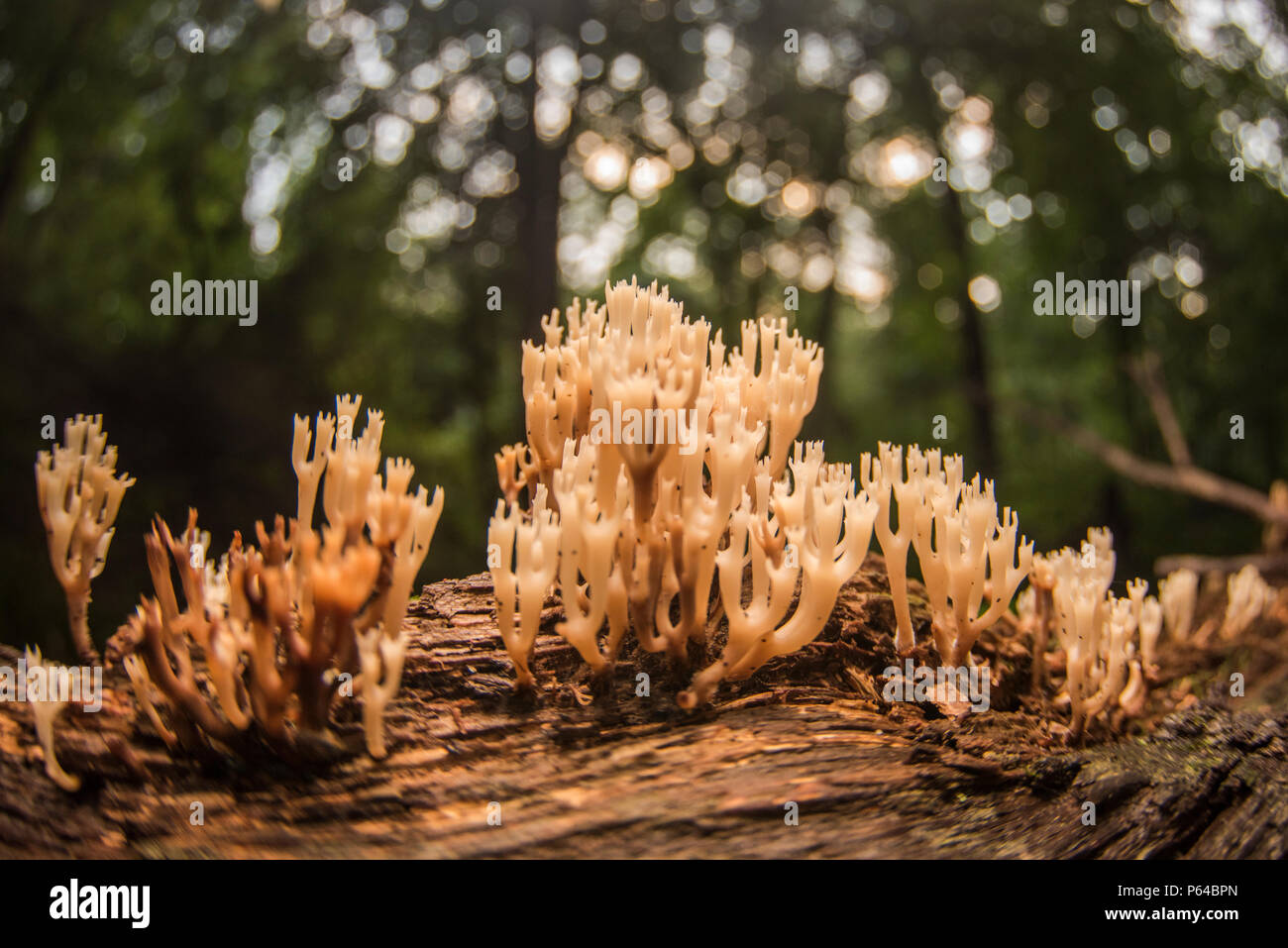 Coral fungi growing on a rotting log in eastern North Carolina, this type of fungus is considered a clavarioid fungi. Stock Photo
