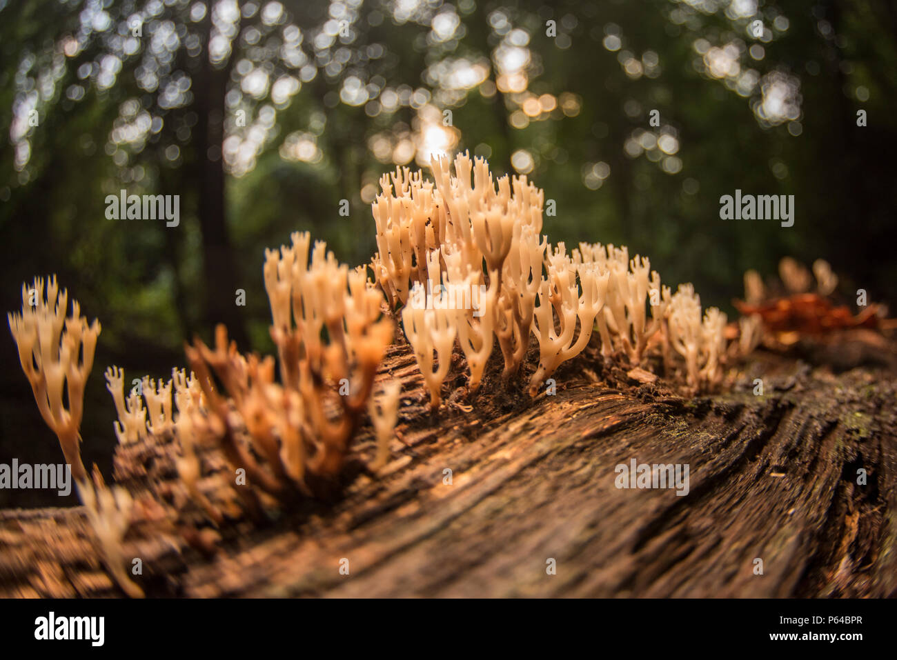 Coral fungi growing on a rotting log in eastern North Carolina, this type of fungus is considered a clavarioid fungi. Stock Photo