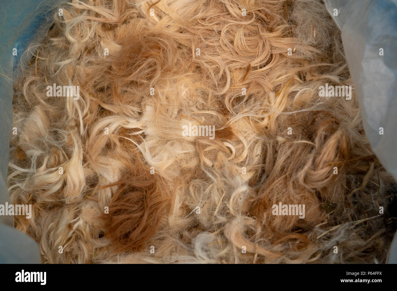 Alpaca fleece ready for market Stock Photo Alamy