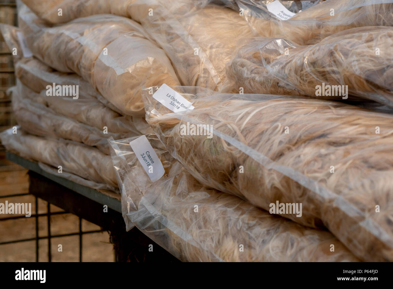 Alpaca fleece ready for market Stock Photo Alamy