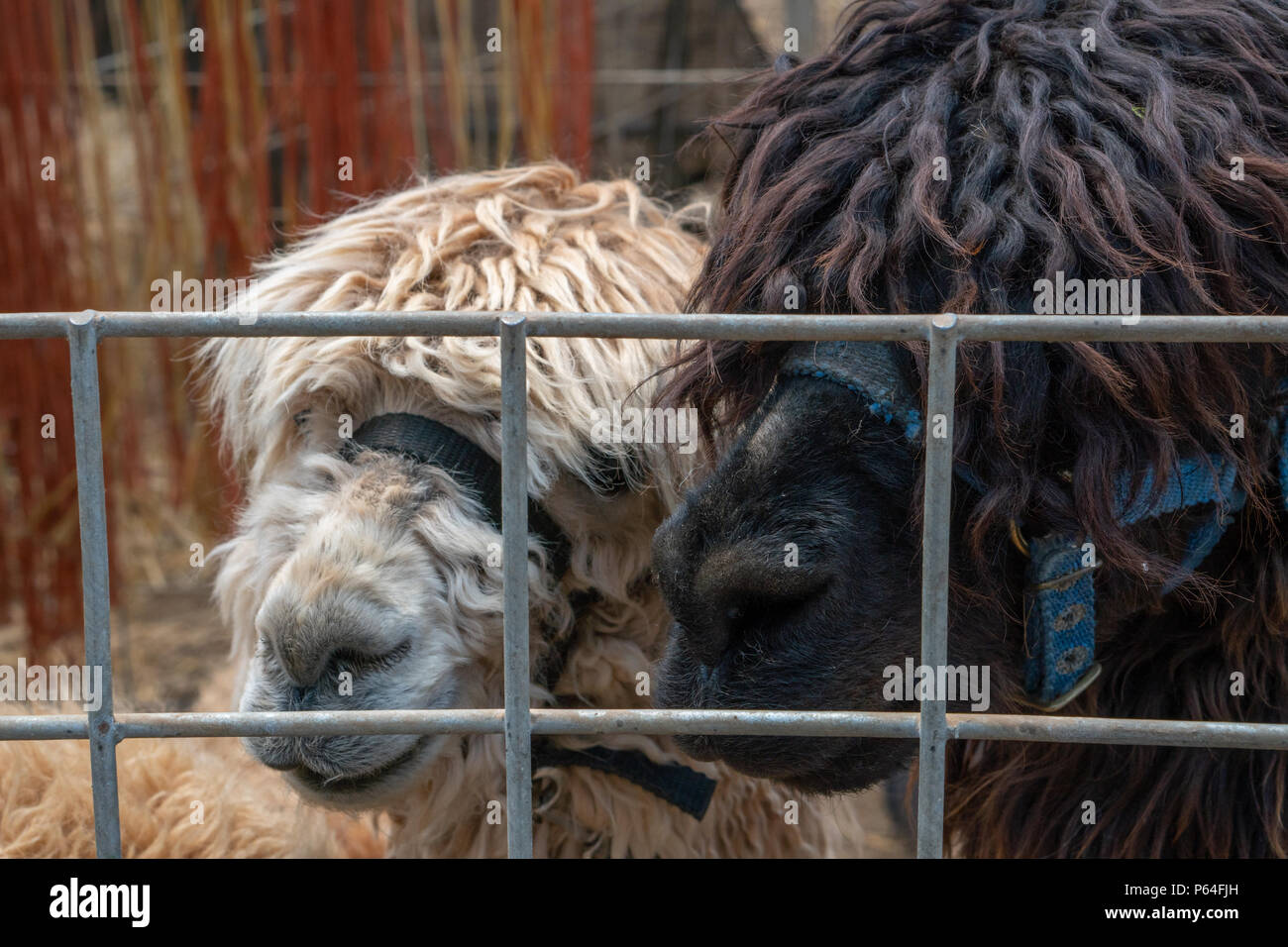 Two alpacas looking out a gate in a pen on a farm in Southern Oregon Stock Photo