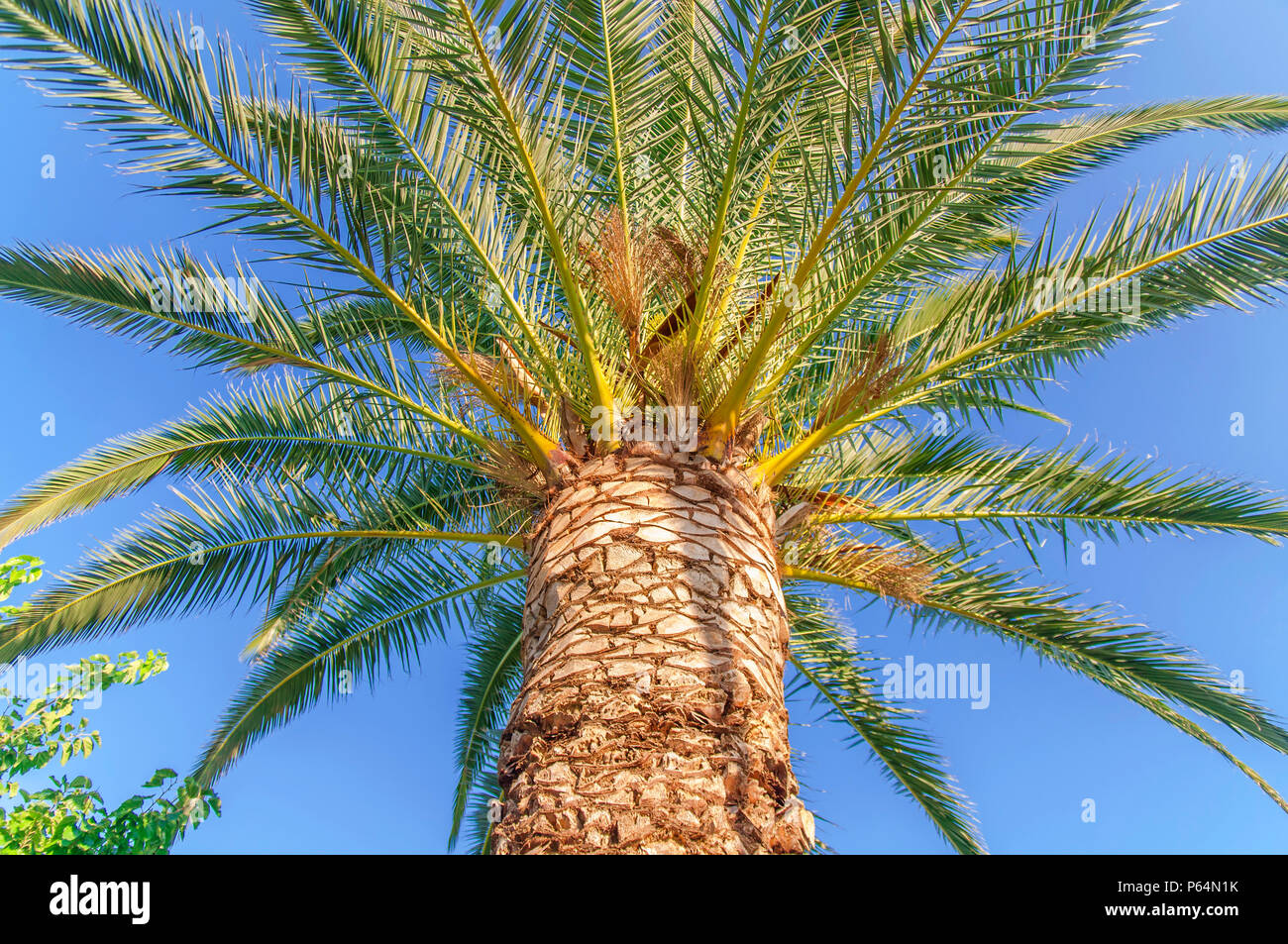 Palm tree high and close with clean sky background Stock Photo - Alamy