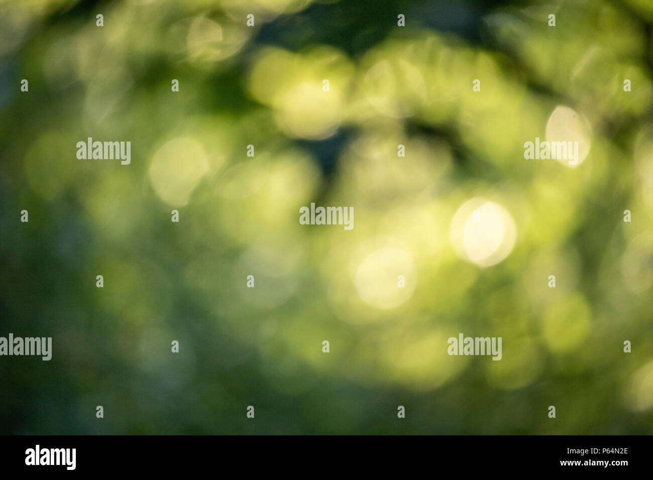 Blurry bokeh background green Stock Photo
