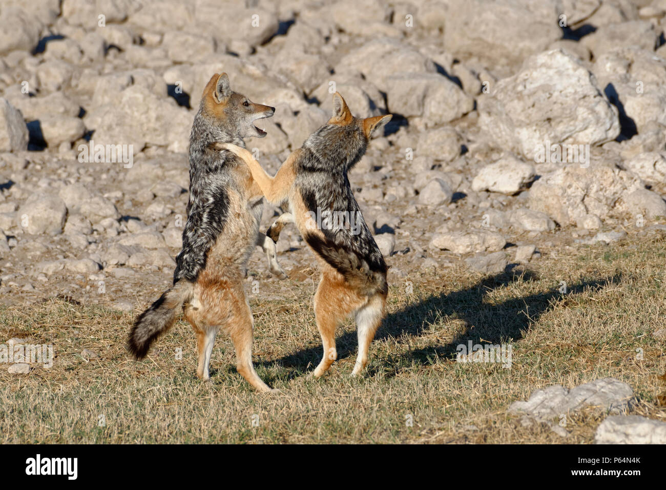 Black-backed jackals (Canis mesomelas), two young animals playing, Etosha National Park, Namibia, Africa Stock Photo