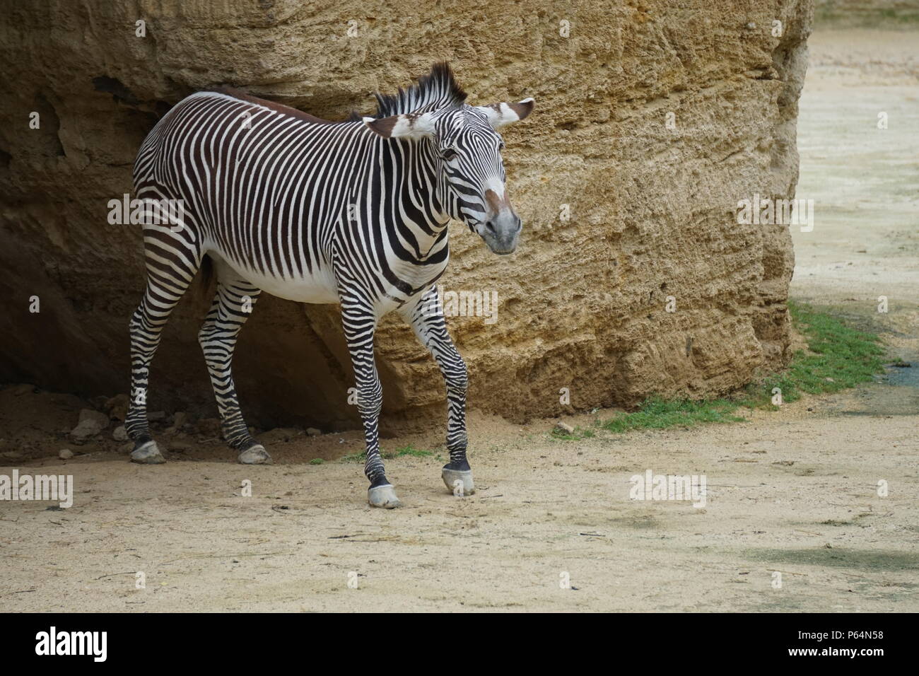 Stripped black and white zebra strolling the enclosure of the troglodyte zoo of Doue la Fontaine, France Stock Photo