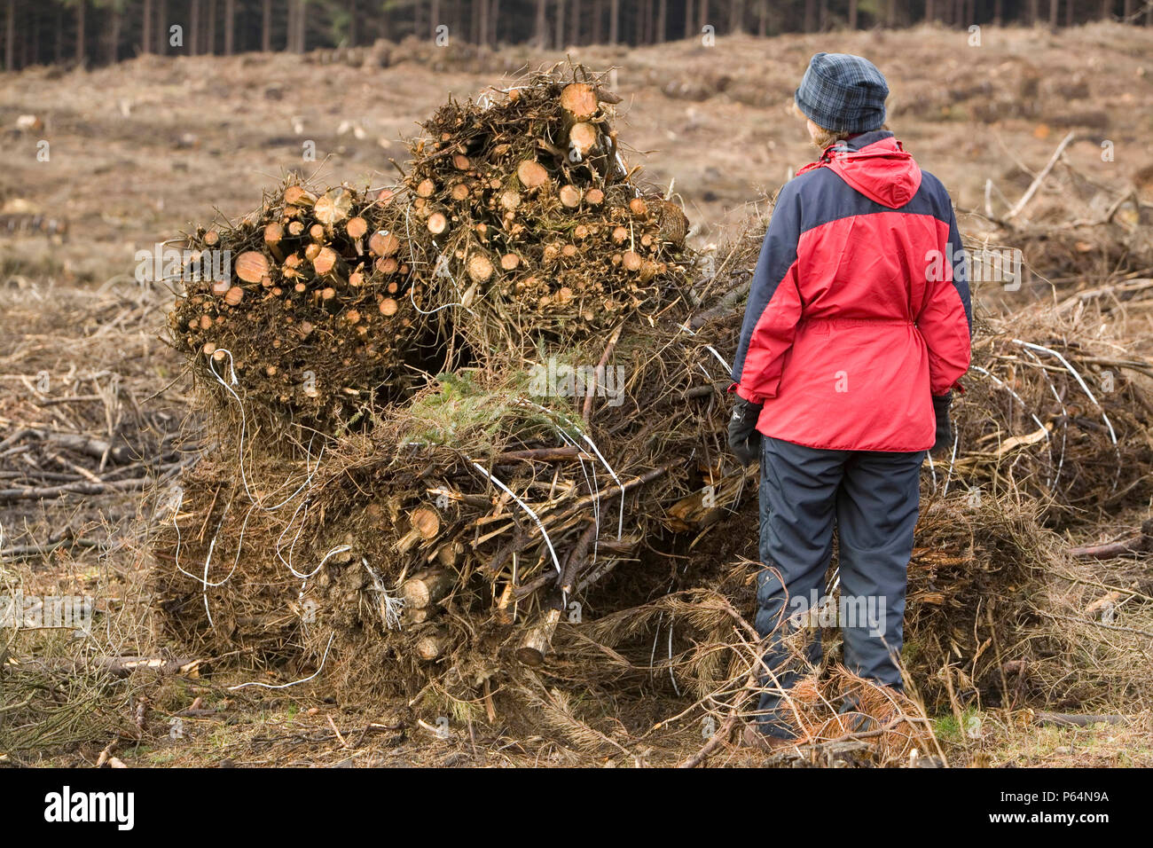 Baleing up brashings after timber harvesting on Longridge Fell Clitheroe Lancashire UK. The waste wood that would formally have been left to rot is no Stock Photo