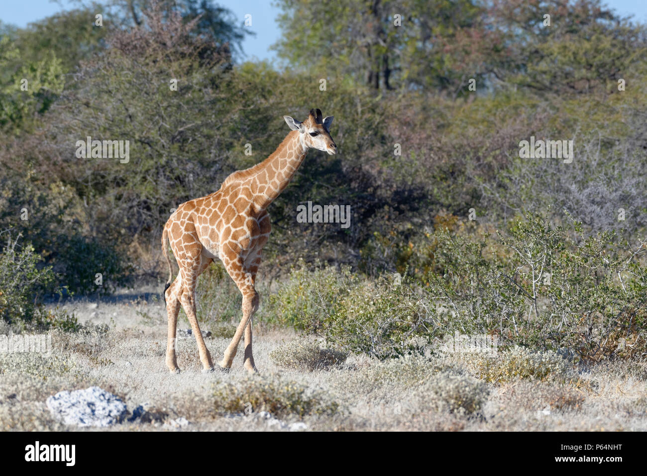 Namibian giraffe or Angolan giraffe (Giraffa camelopardalis angolensis), young animal walking, Etosha National Park, Namibia, Africa Stock Photo