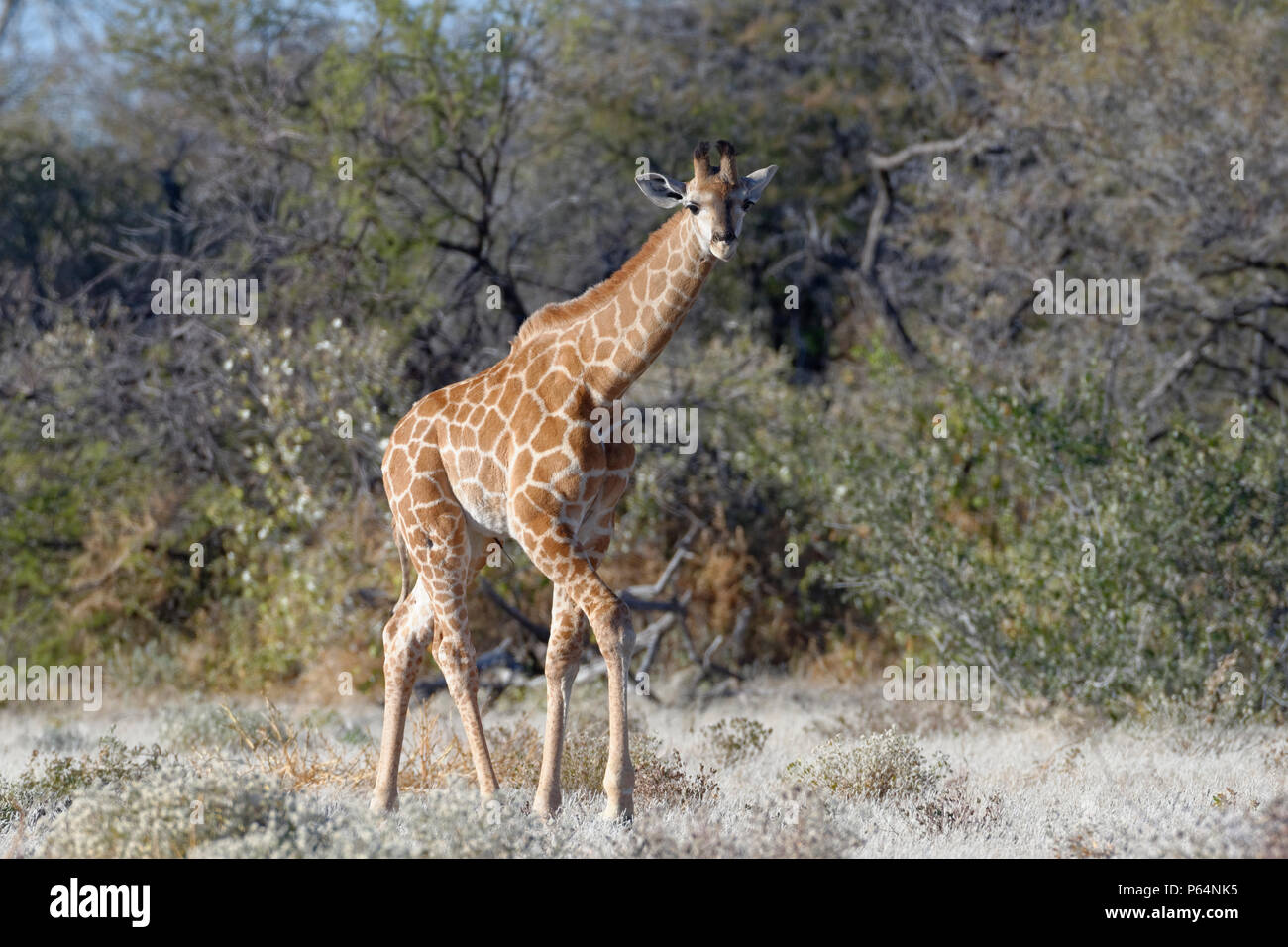 Namibian giraffe or Angolan giraffe (Giraffa camelopardalis angolensis), young animal walking, curious, Etosha National Park, Namibia, Africa Stock Photo