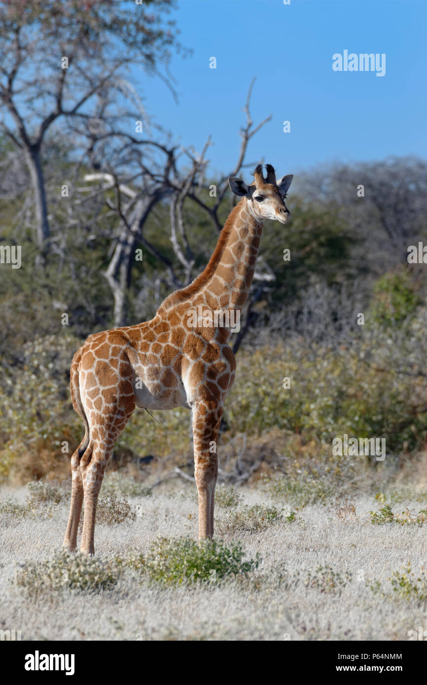 Namibian giraffe or Angolan giraffe (Giraffa camelopardalis angolensis), young animal standing, motionless, Etosha National Park, Namibia, Africa Stock Photo