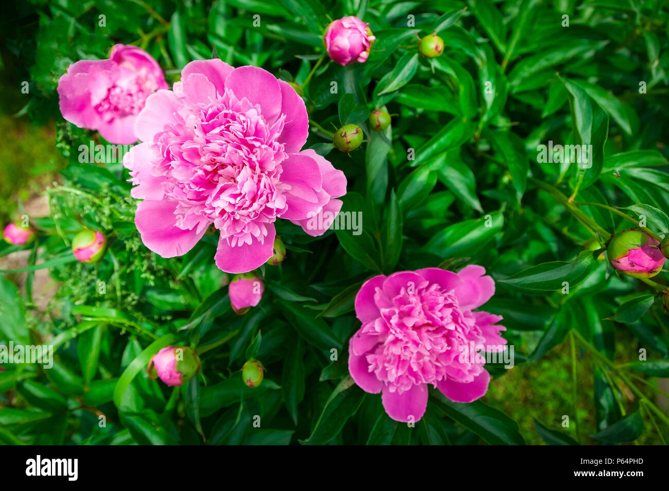 Close-up of a beautiful big peony bush with pink flowers Stock Photo
