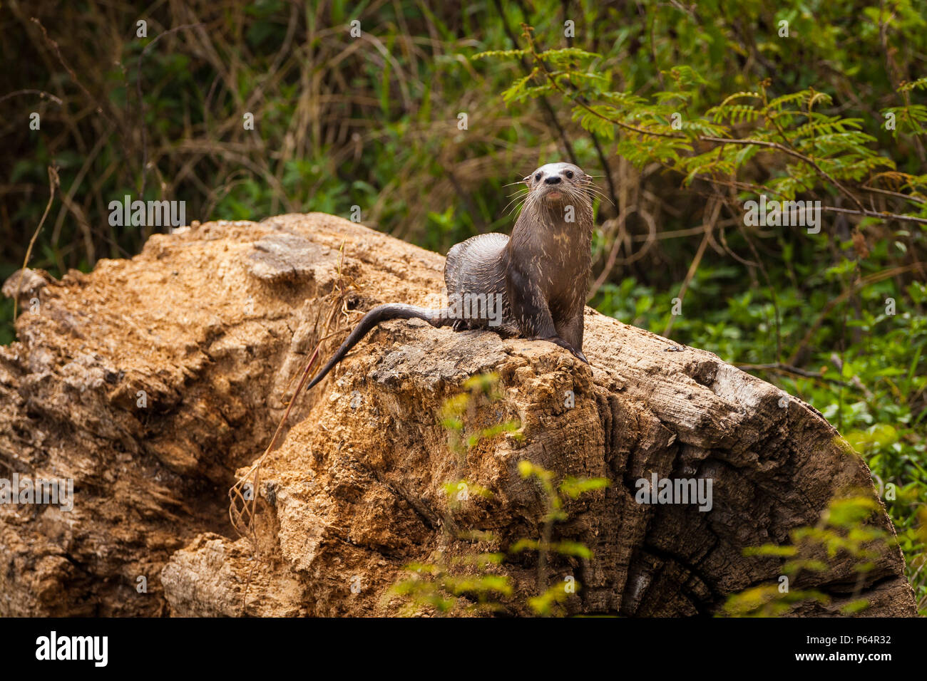 Neotropical River Otter, sci.name; Lontra longicaudis, at the lakeside of Bayano Lake, Panama province, Republic of Panama. Stock Photo
