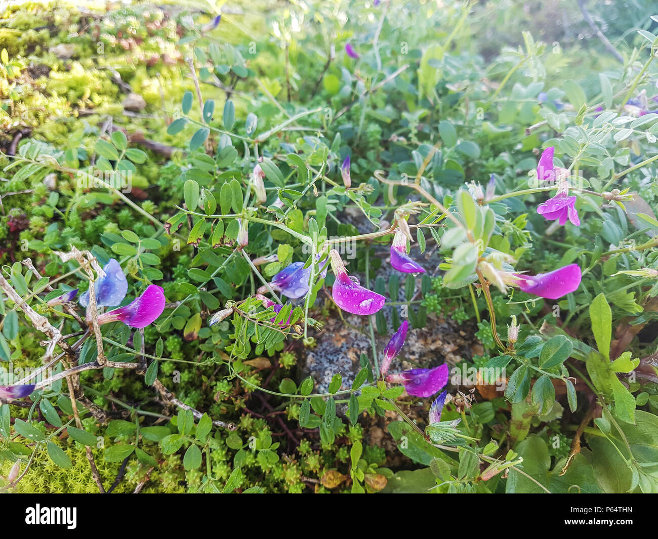 Common vetch or arbeja, Vicia angustifolia, growing on meadows of Galicia Stock Photo