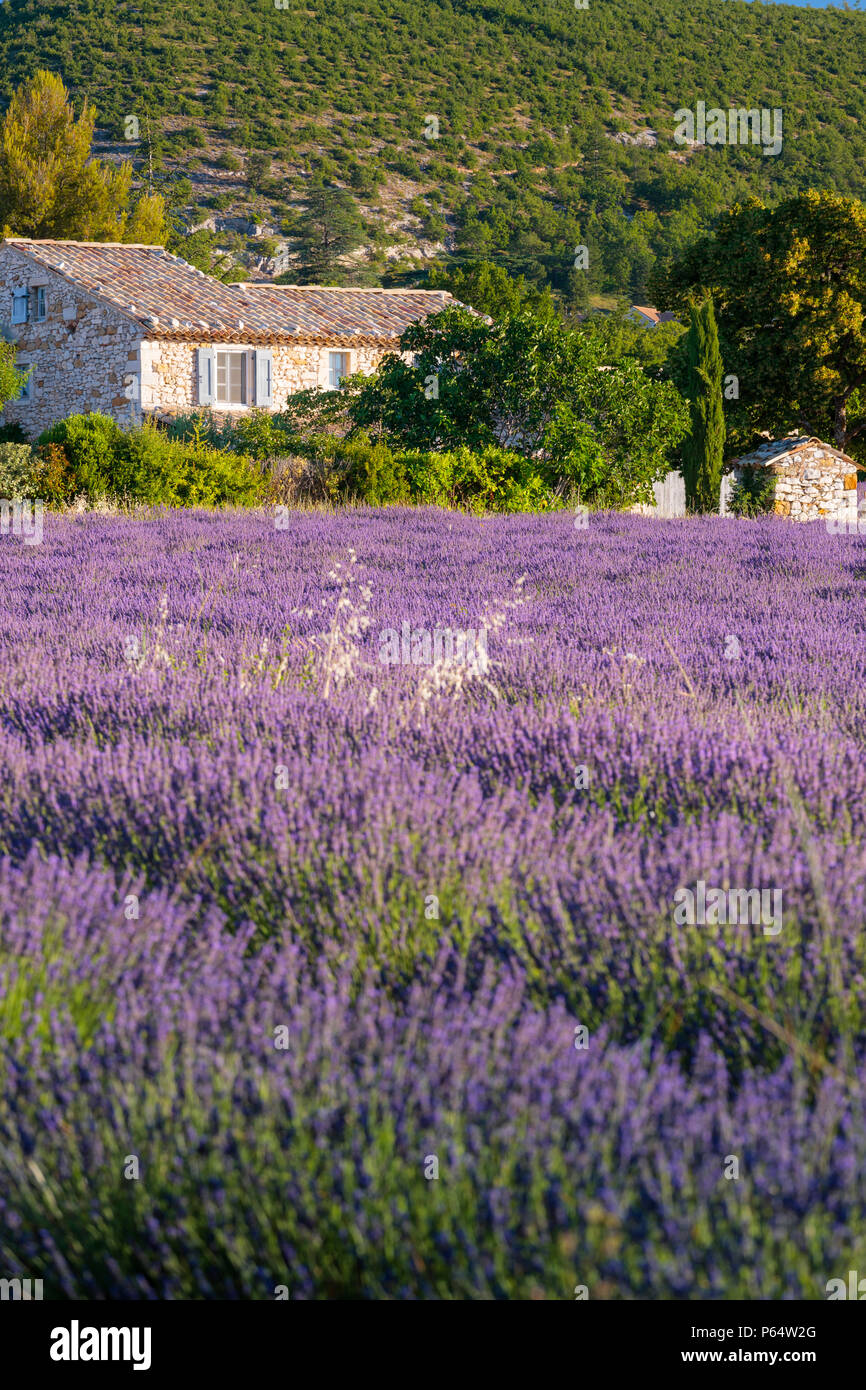 Lavender fields near Banon Forcalquier Alpes-de-Haute-Provence Provence-Alpes-Cote d'Azur France Stock Photo