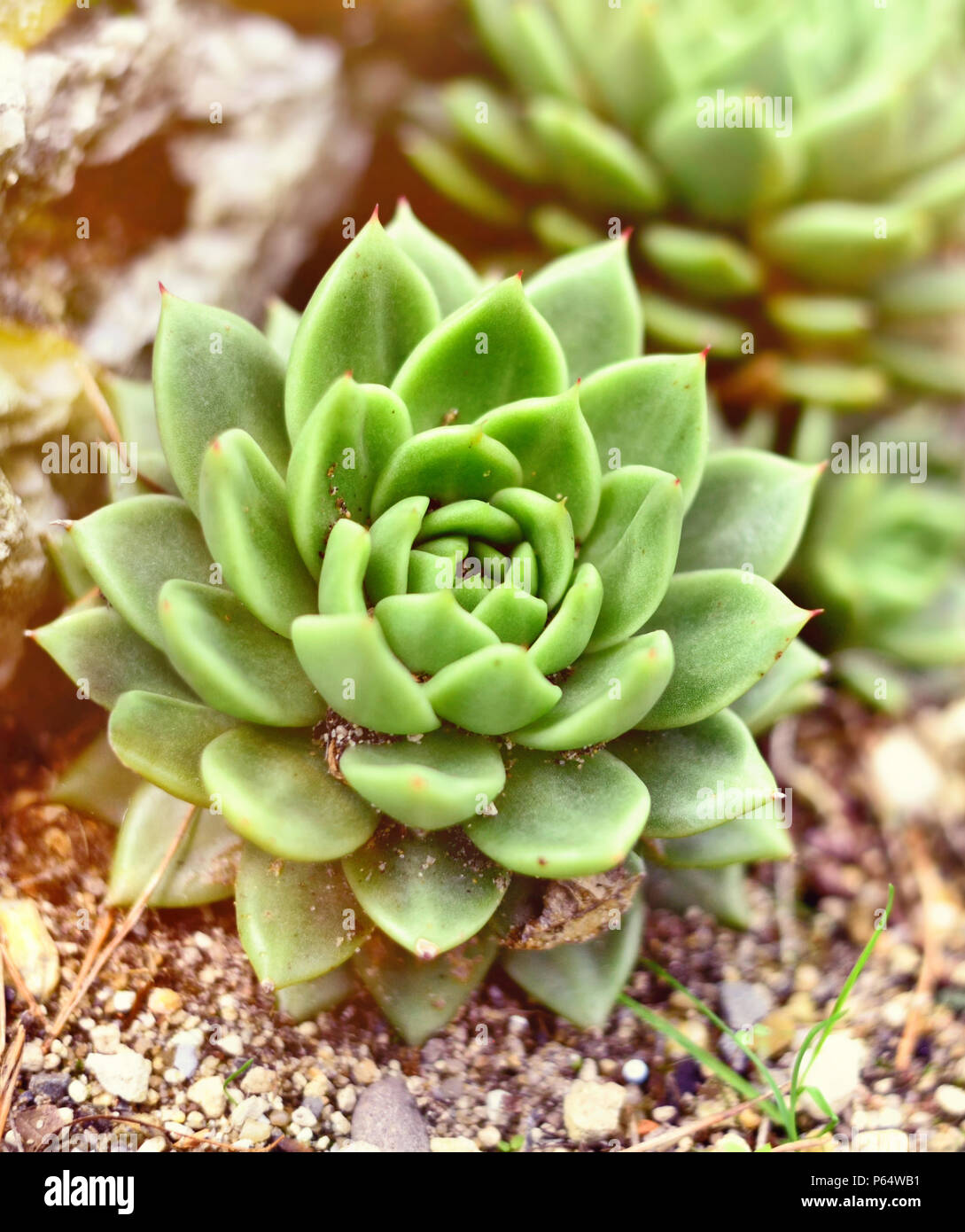 Green succulent plant, beautiful desert plant, close-up shot. Stock Photo