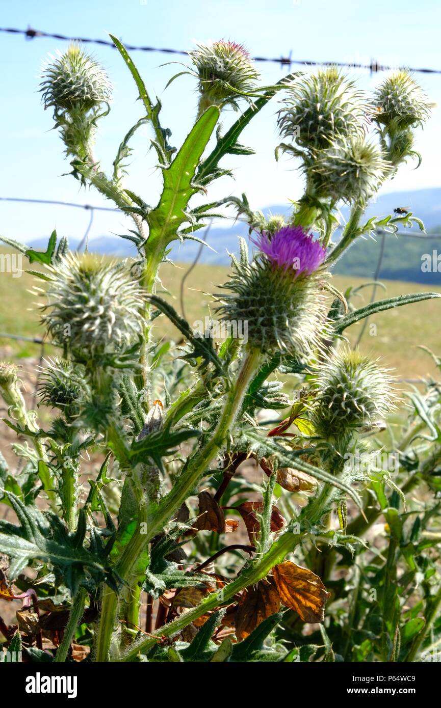 welsh-thistle-hi-res-stock-photography-and-images-alamy