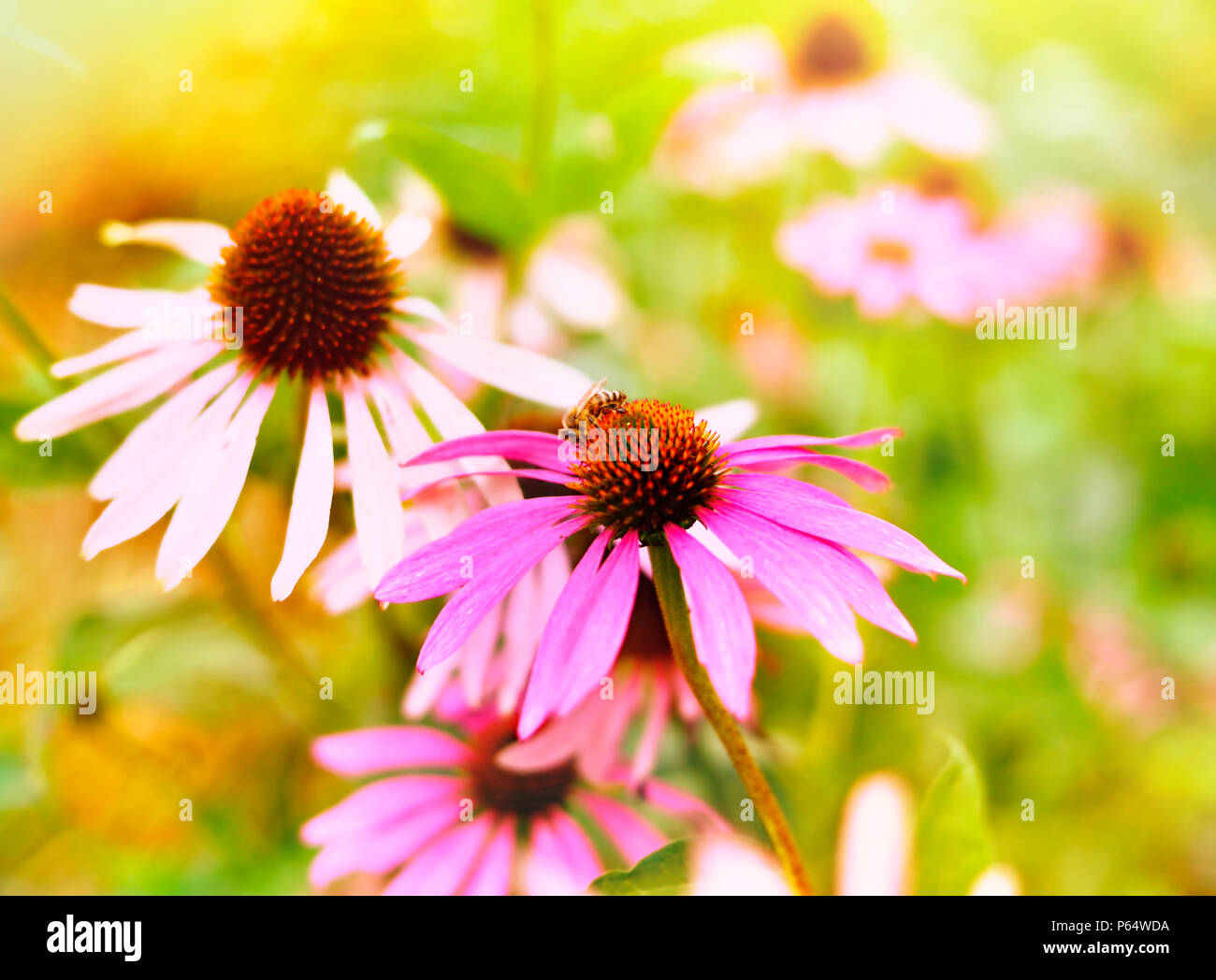 Pink or red coneflowers in the sun with blur and copy space. Stock Photo