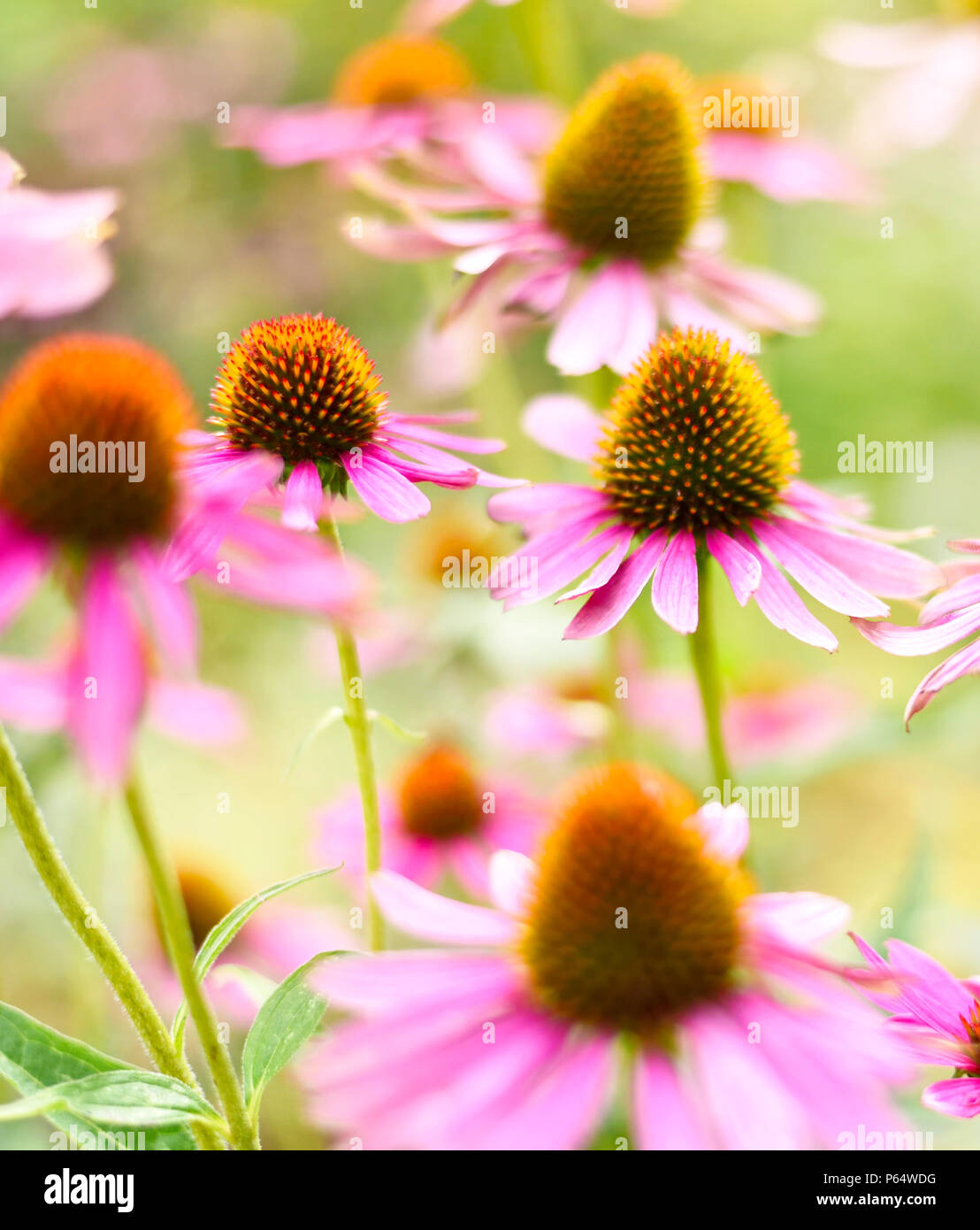 Pink or red coneflowers in the sun with blur and copy space. Stock Photo