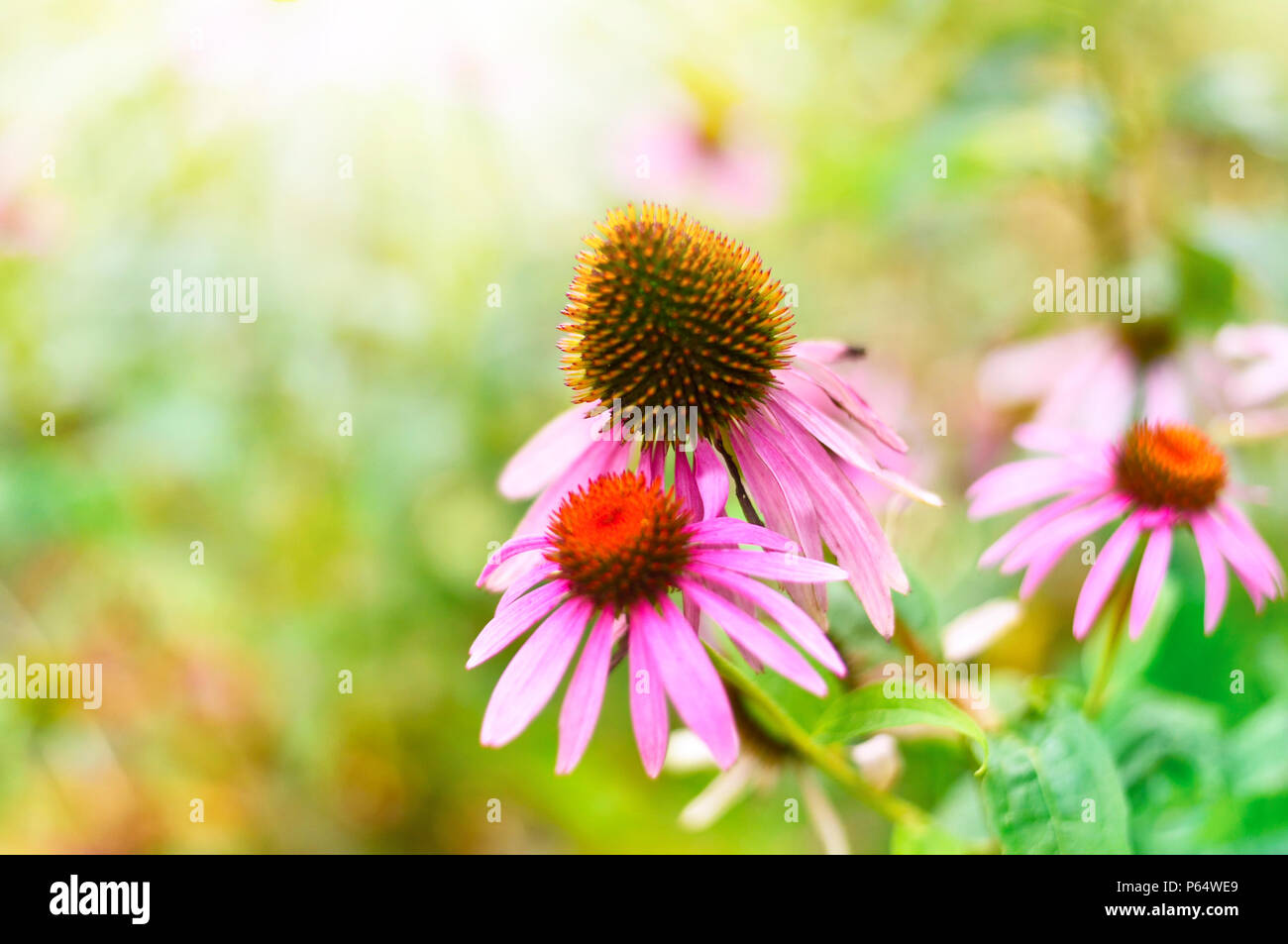 Pink or red coneflowers in the sun with blur and copy space. Stock Photo