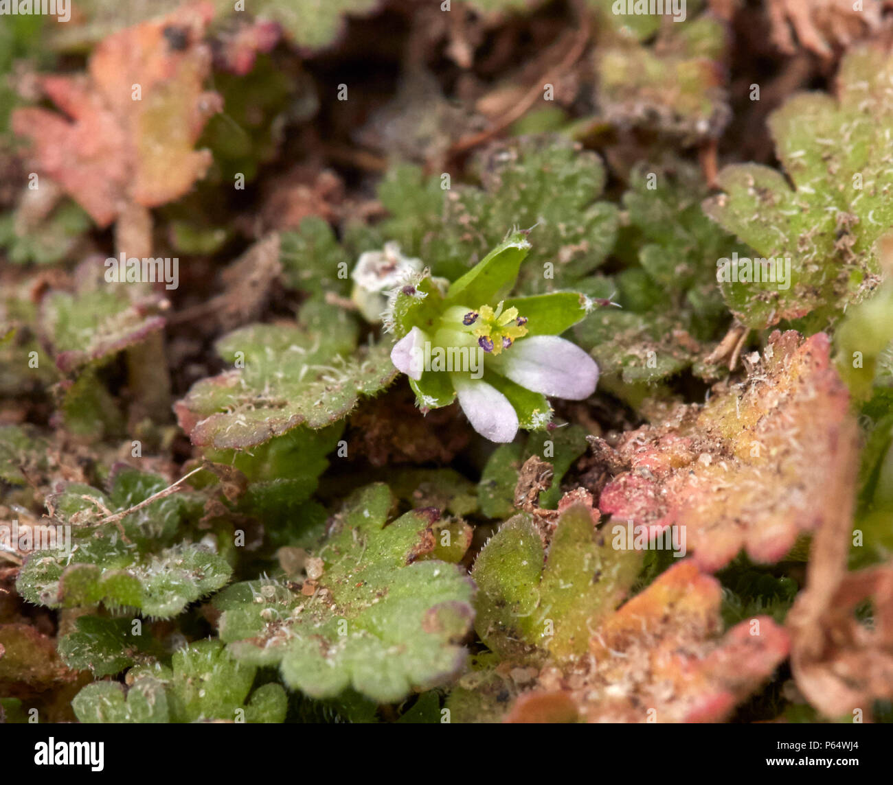 Sea Stork's-bill flower at its only recorded site in Surrey - Hurst Park, East Molesey. Stock Photo