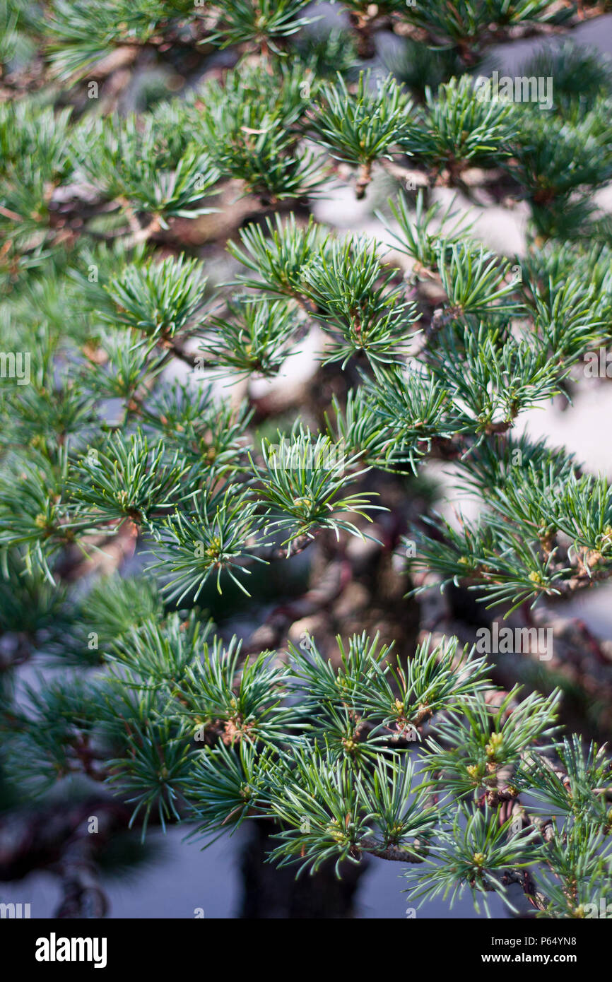 A part of bonsai foliage, japanese white pine Stock Photo