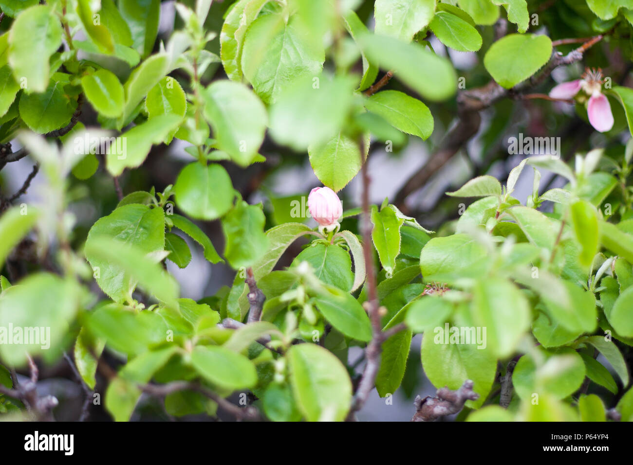 A part of bonsai foliage, chinese quince Stock Photo