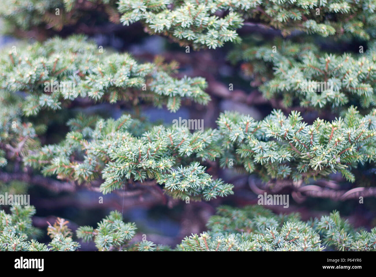 A part of bonsai foliage, siberian spruce Stock Photo