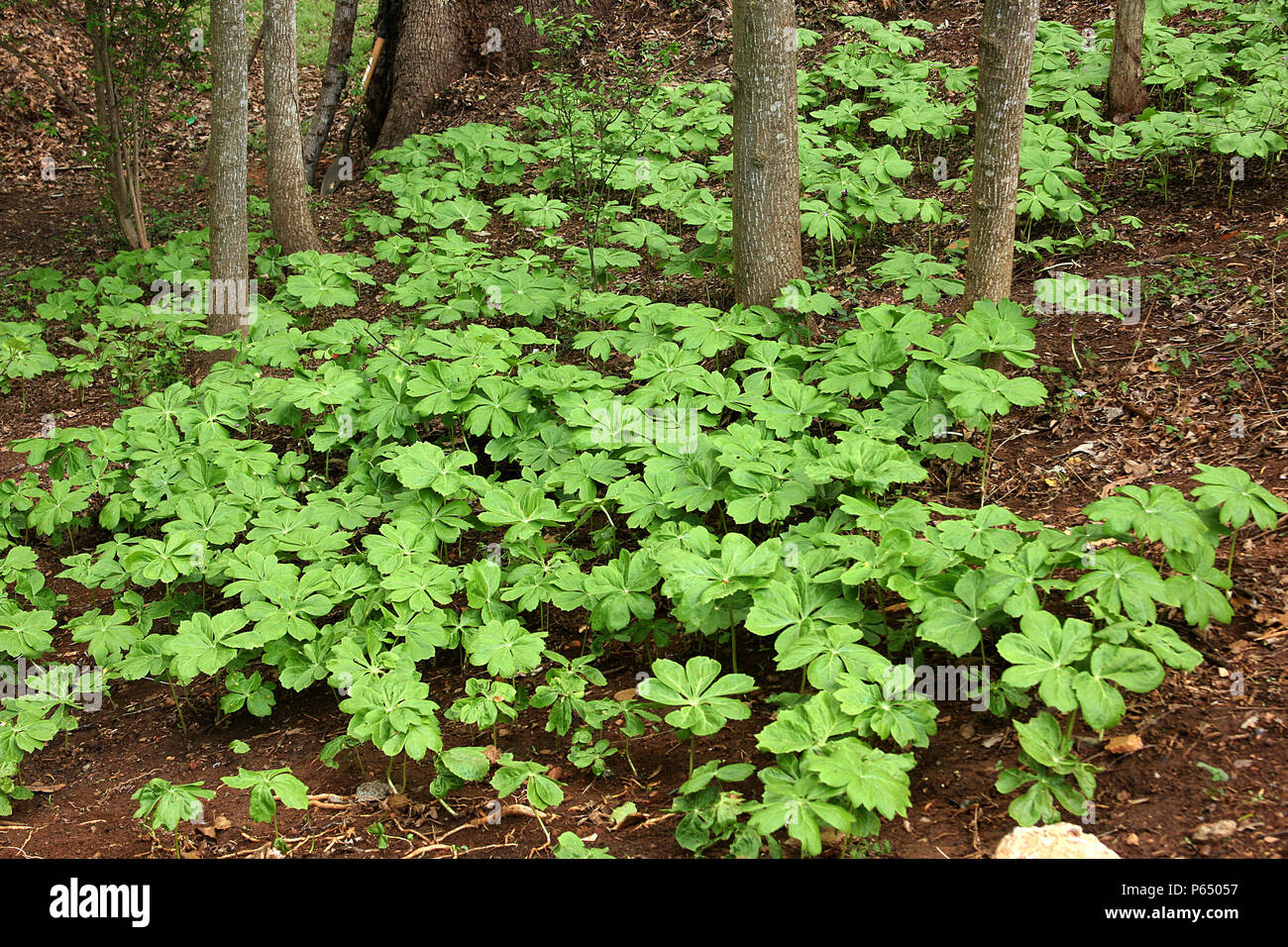 Podophyllum/ Mayapple colony in the woods Stock Photo Alamy
