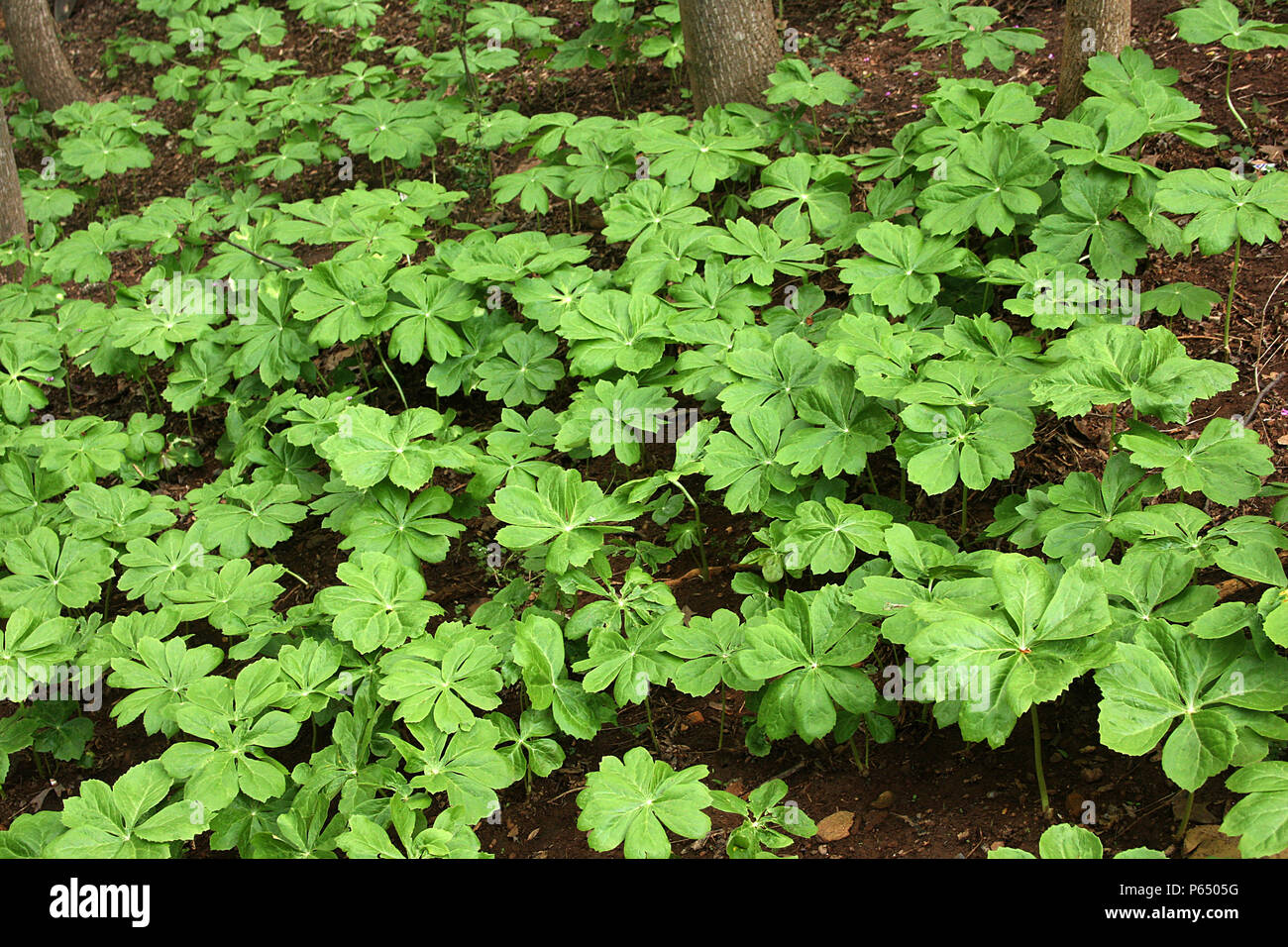 Podophyllum/ Mayapple colony in the woods Stock Photo Alamy