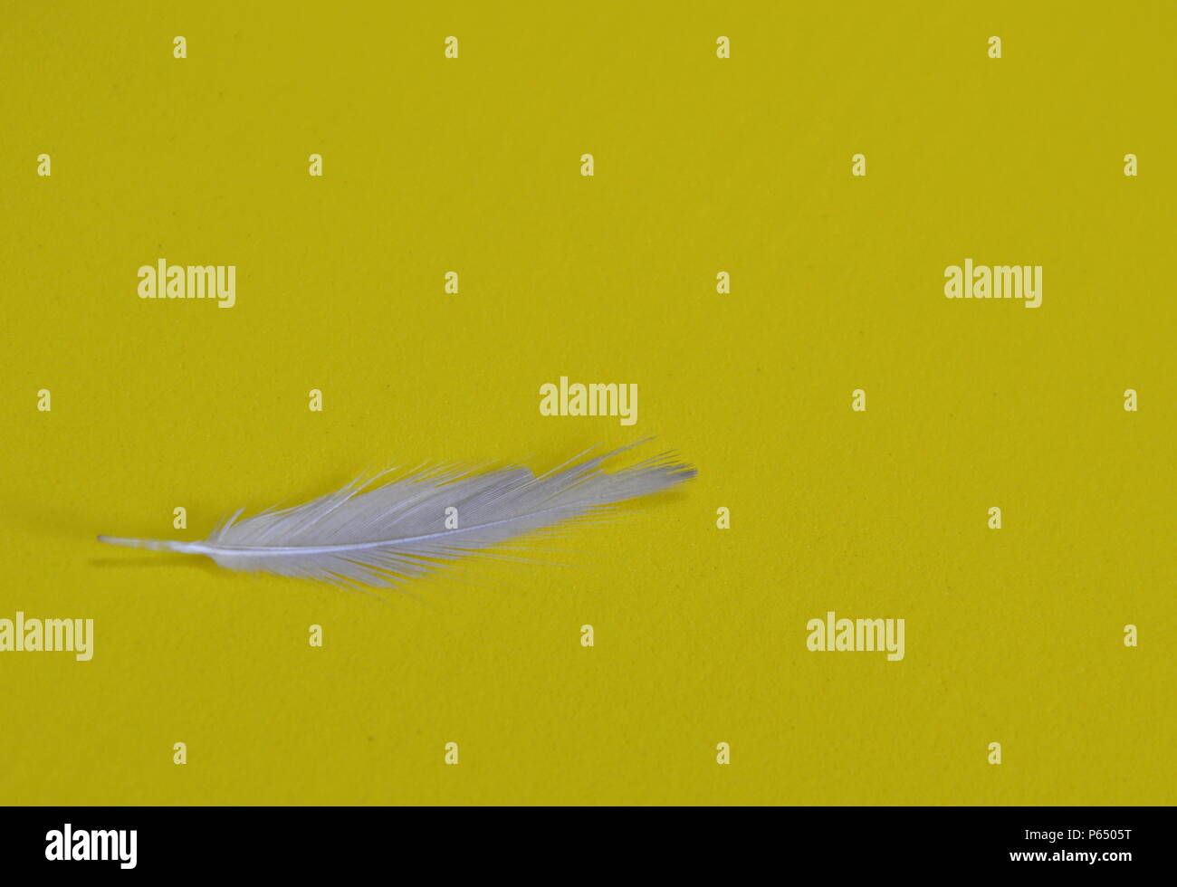 bird feather on yellow background Stock Photo - Alamy