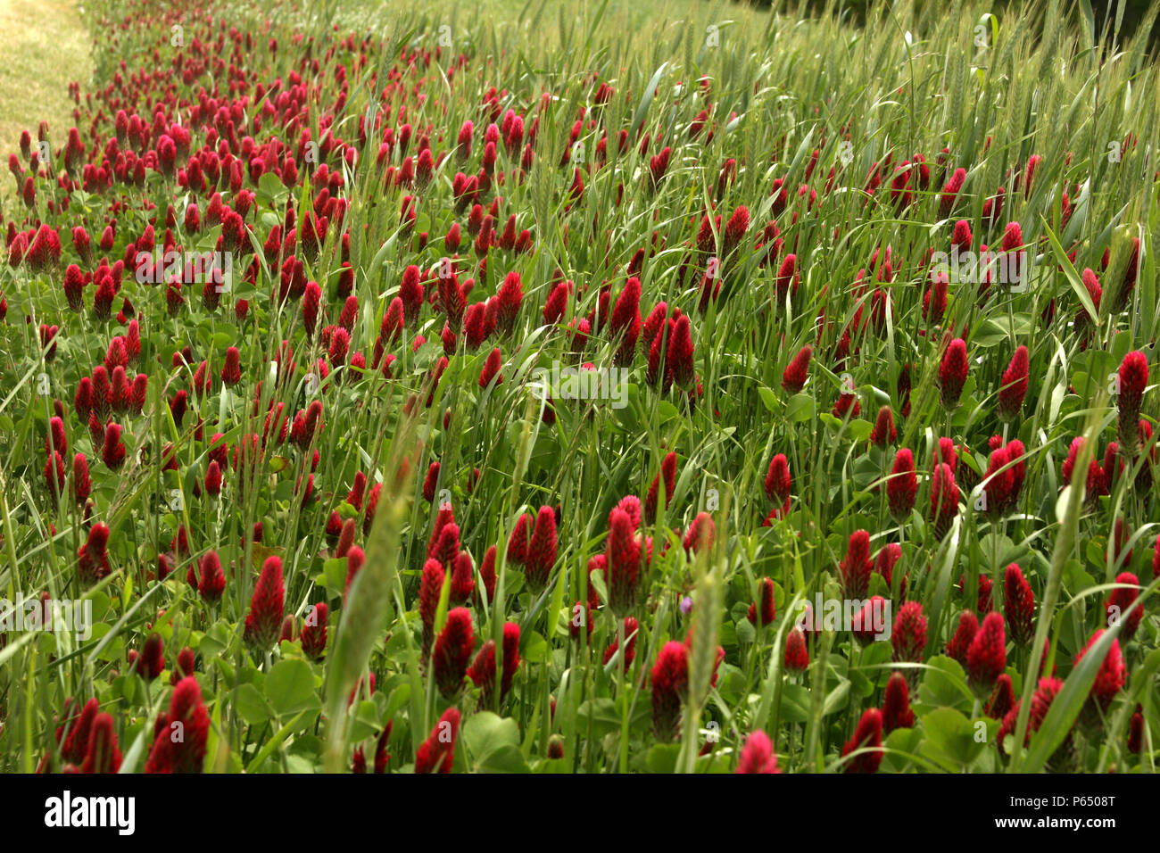 Field of Dixie Crimson Clover Stock Photo