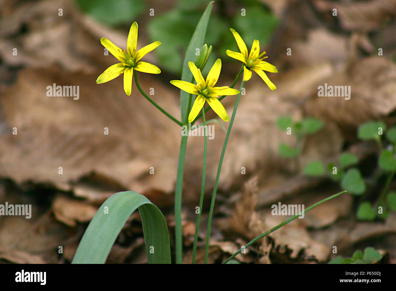 Gagea lutea (Yellow star-of-Bethlehem) in bloom Stock Photo