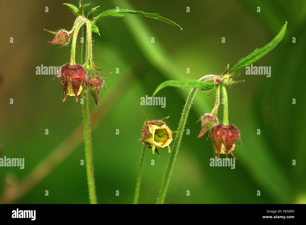 Geum rivale close up hi-res stock photography and images - Alamy