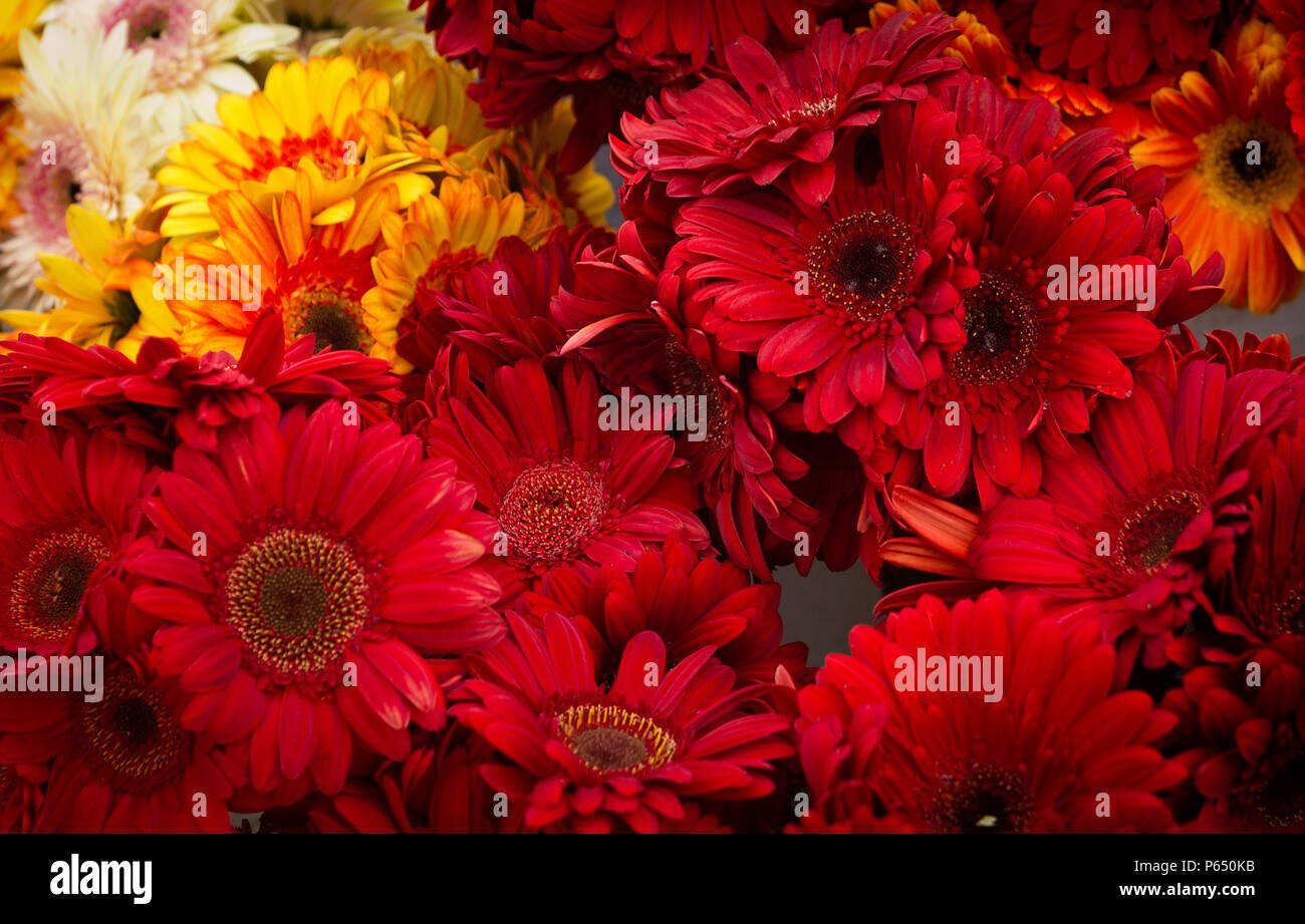 Mostly red hi-res stock photography and images - Alamy