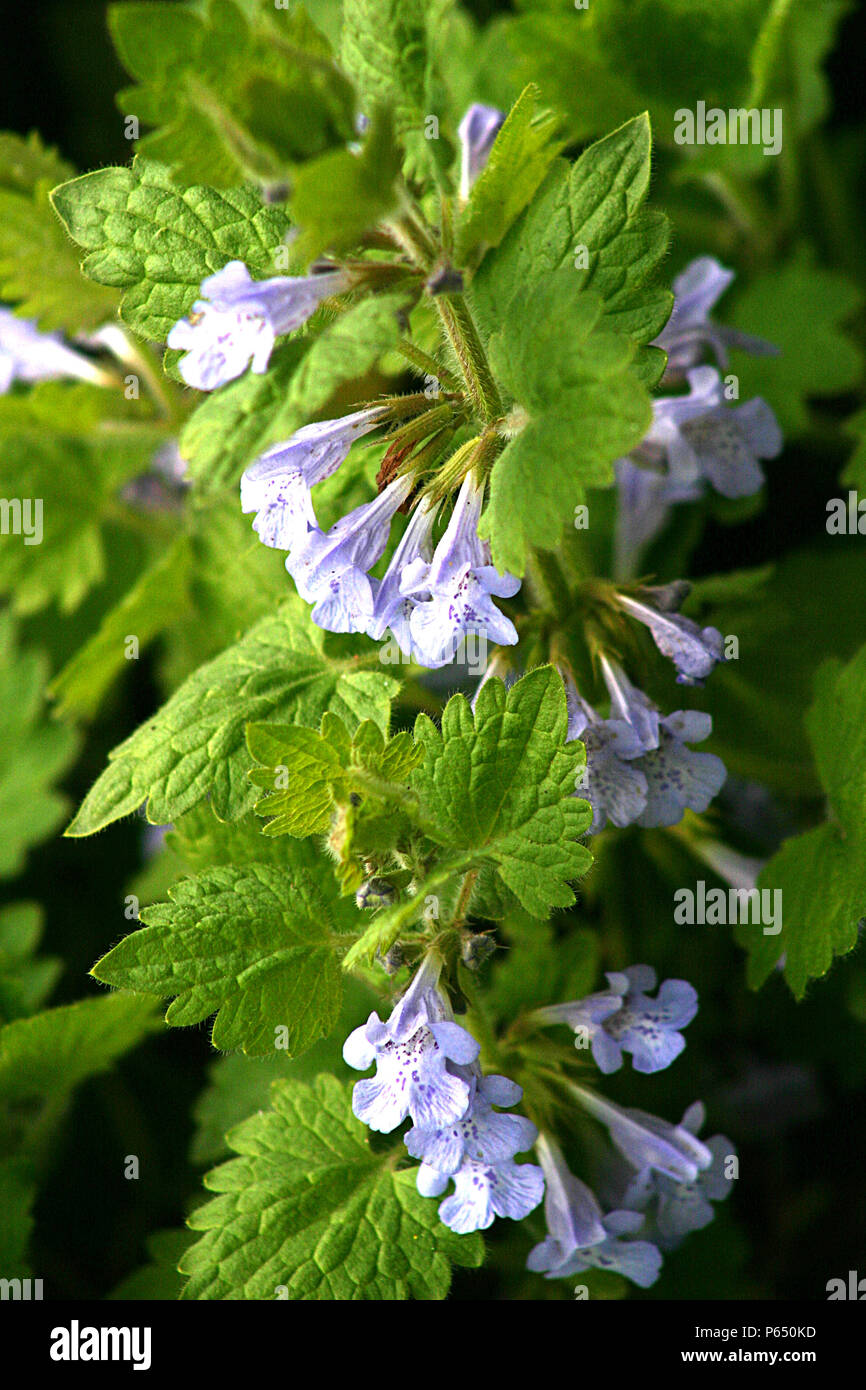 Close Up Of Catmint Catnip Plant In Bloom Stock Photo Alamy