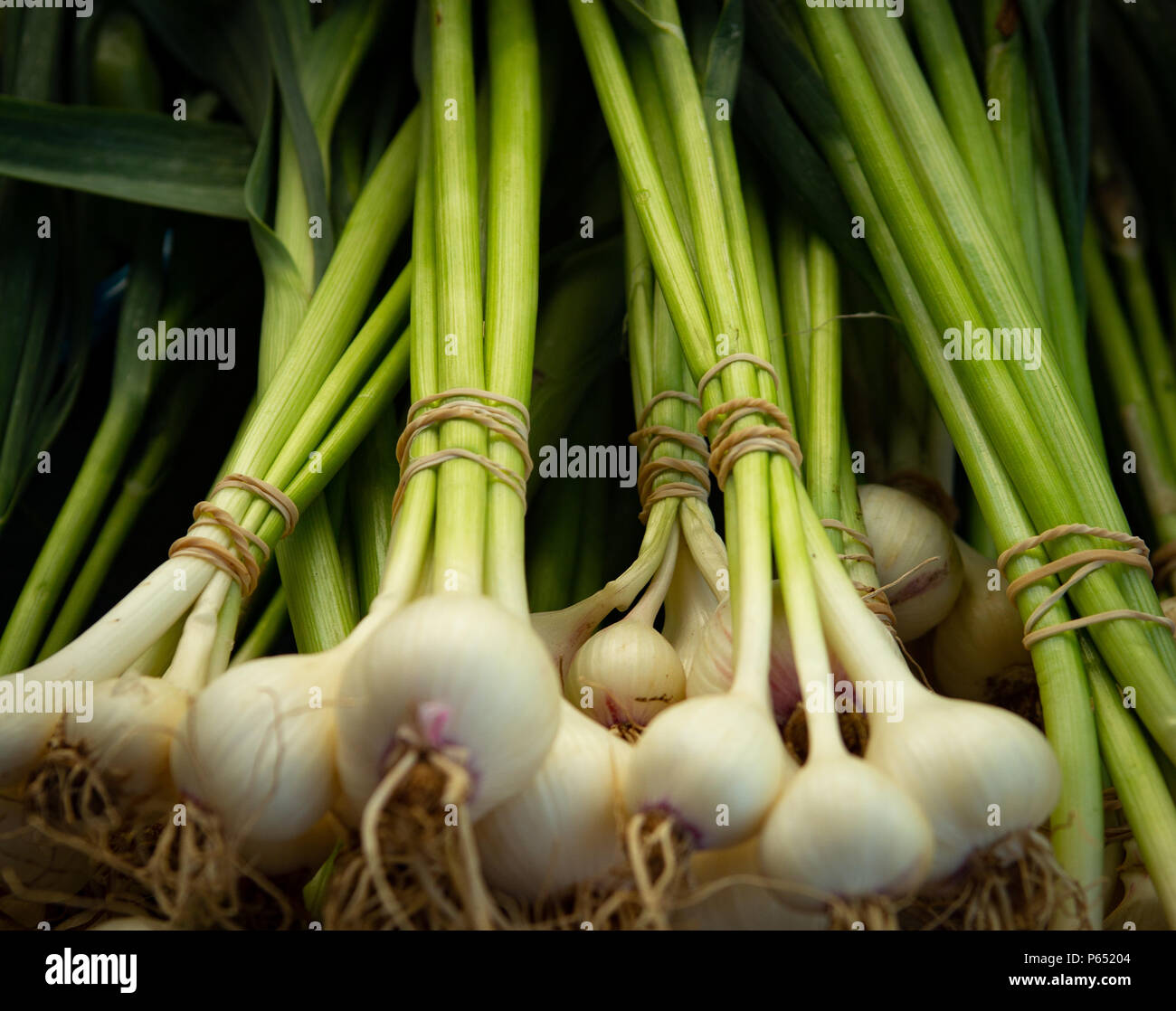 Bulb onions california hi-res stock photography and images - Alamy