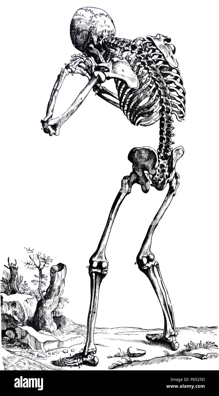 The Plates from the First Book of the De Humani Corporis Fabrica by Andreas Vesalius, (1514-1564) Plate 23 - The bones of the human body presented from the posterior aspect. Stock Photo