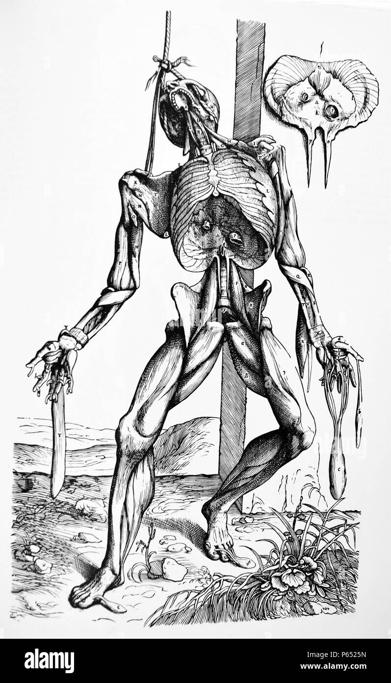 The Plates from the Second Book of the De Humani Corporis Fabrica by Andreas Vesalius, (1514-1564) Plate 30 - The Seventh Plate of the Muscles. In the seventh plate of the muscles, owing to the slackness of the rope by which the body hung during delineation, it falls somewhat to the rear, and inasmuch as the peritoneum and everything enfolded in it has already been reflected, it provides a view of the septum transversum which will also be observed in the present plate, depicted on the left in that form in which we saw it when excised and owing to its flexibility adhering to the wall. Stock Photo