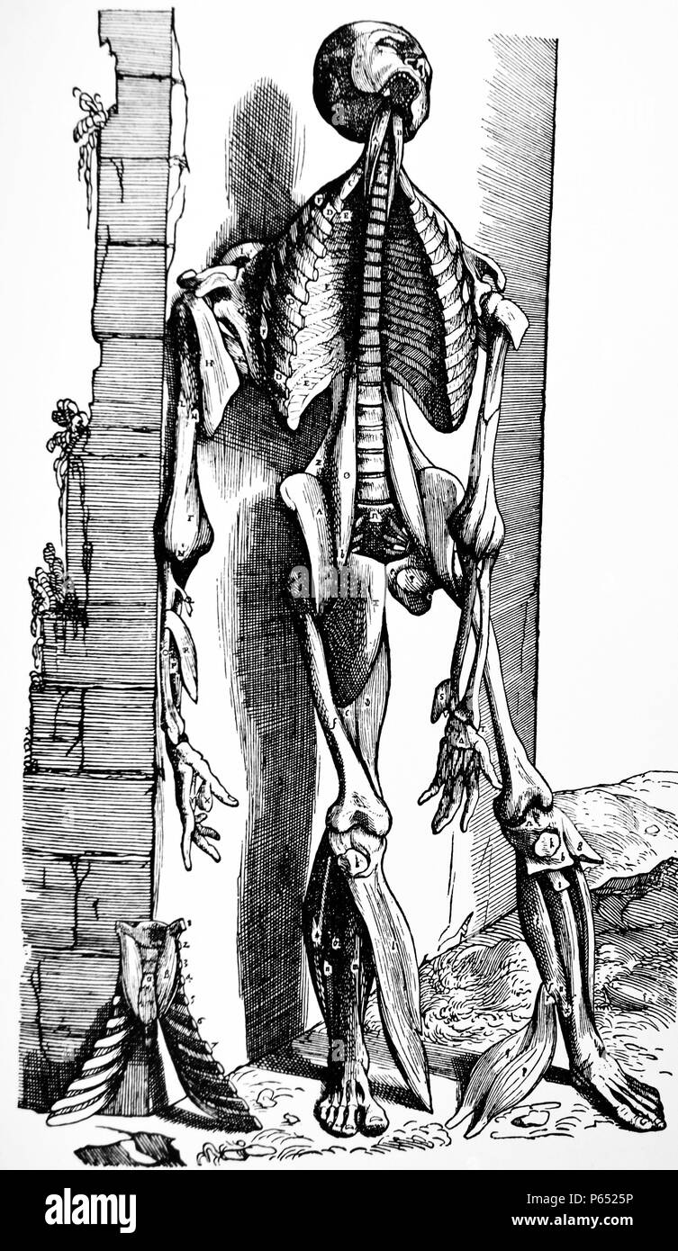The Plates from the Second Book of the De Humani Corporis Fabrica by Andreas Vesalius, (1514-1564) Plate 31 The eighth plate of the Muscles. This is the last of the plates portraying the anterior surface of the body, presenting the remaining muscles of the anterior region in the sequence of dissection. Stock Photo