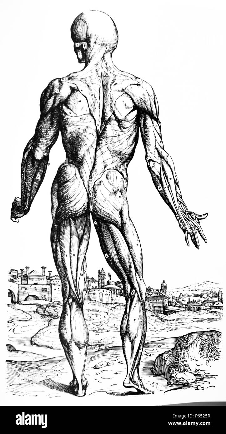 The Plates from the Second Book of the De Humani Corporis Fabrica by Andreas Vesalius, (1514-1564) Plate 32 The ninth plate of the Muscles. The ninth plate is the first of all those portraying the posterior surface of the body. No muscle has been dissected away except those which constitute the fleshy membrane and made apparent in the third plate. Stock Photo