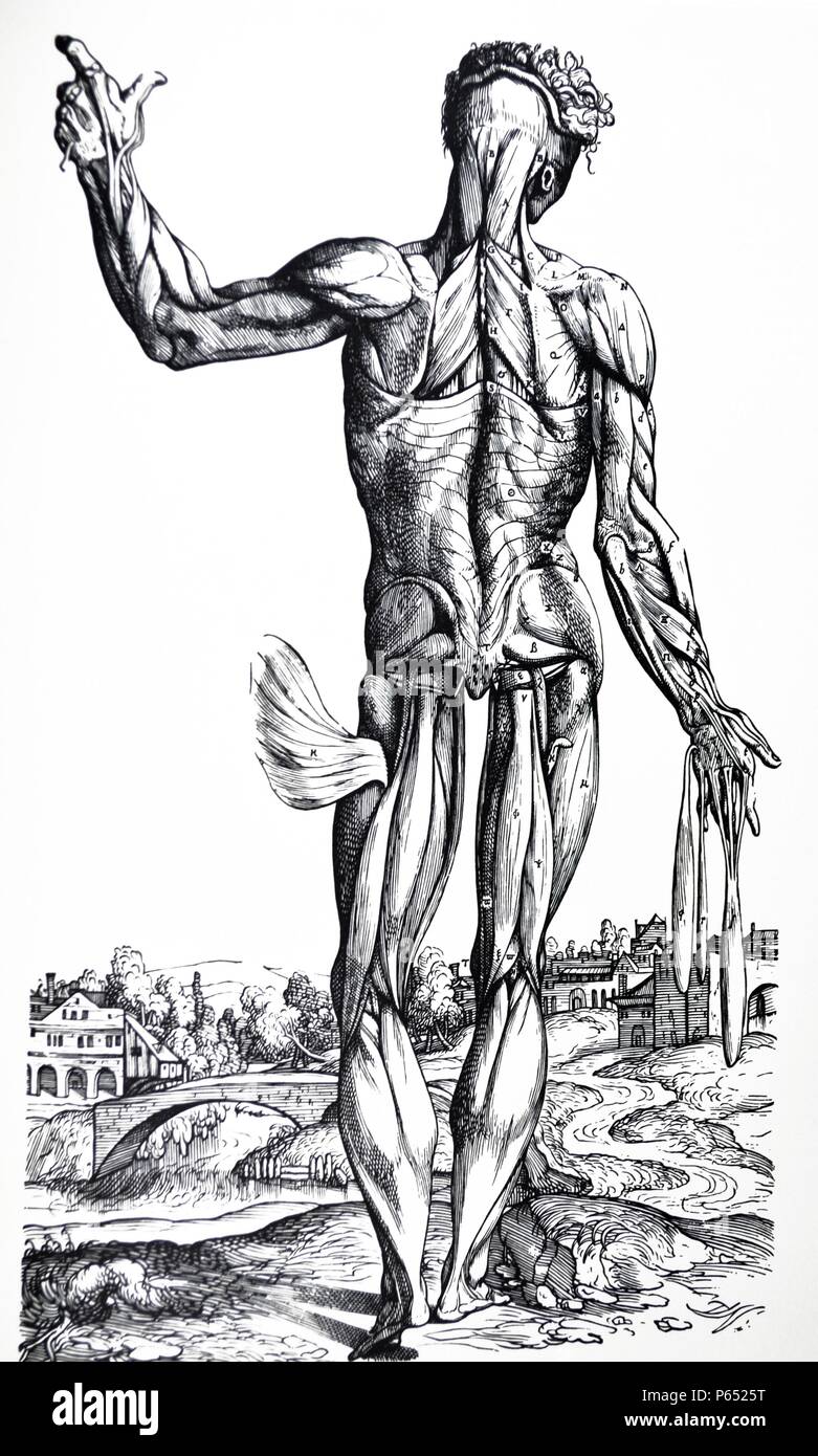 The Plates from the Second Book of the De Humani Corporis Fabrica by Andreas Vesalius, (1514-1564) Plate 33 The tenth plate of the Muscles. In this plate, the tenth of the entire series and the second of those portraying the posterior surface, several muscles which were seen intact in the preceding plate now hang free in the sequence of dissection, and many, not met with IN the latter, are shown here. Stock Photo