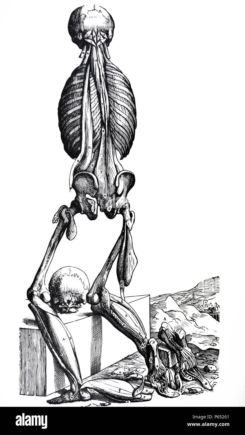 The Plates from the Second Book of the De Humani Corporis Fabrica by Andreas Vesalius, (1514-1564) Plate 37 - The fourteenth plate of the Muscles. The figure in this plate lacks particularly the scapulae and arms, already seen in the sequence of dissection. The knees are bent to expose the sole of one foot to the observer. Stock Photo