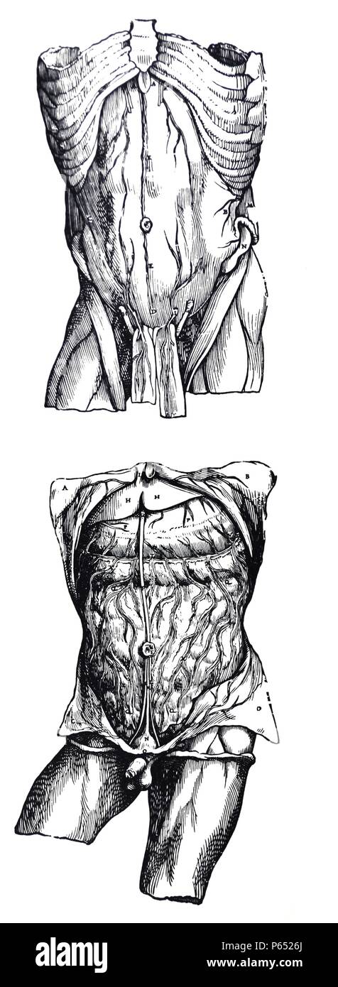 The Plates from the Fifth Book of the De Humani Corporis Fabrica by Andreas Vesalius, (1514-1564) Plate 53 - In the present figure only so much of the human body is drawn as is sufficient to show the peritoneum. Stock Photo