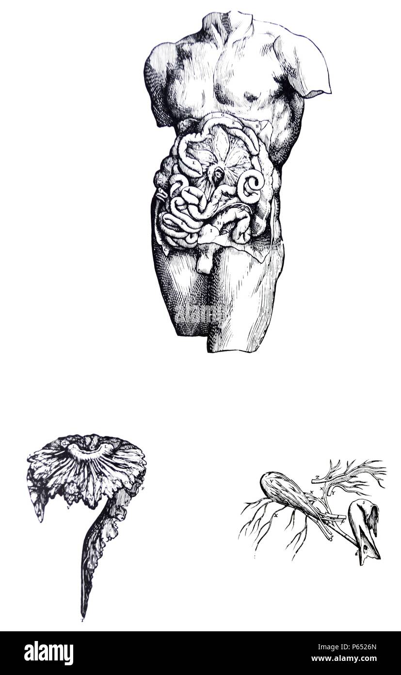 The Plates from the Fifth Book of the De Humani Corporis Fabrica by Andreas Vesalius, (1514-1564) Plate 56 - In order that the tenth figure, which follows the sixth in the sequence of dissection, might expose to view the position of the mesentery as clearly as possible it comprises the slender intestines manually separated from one another on all sides, laterally upwards and downwards. Stock Photo