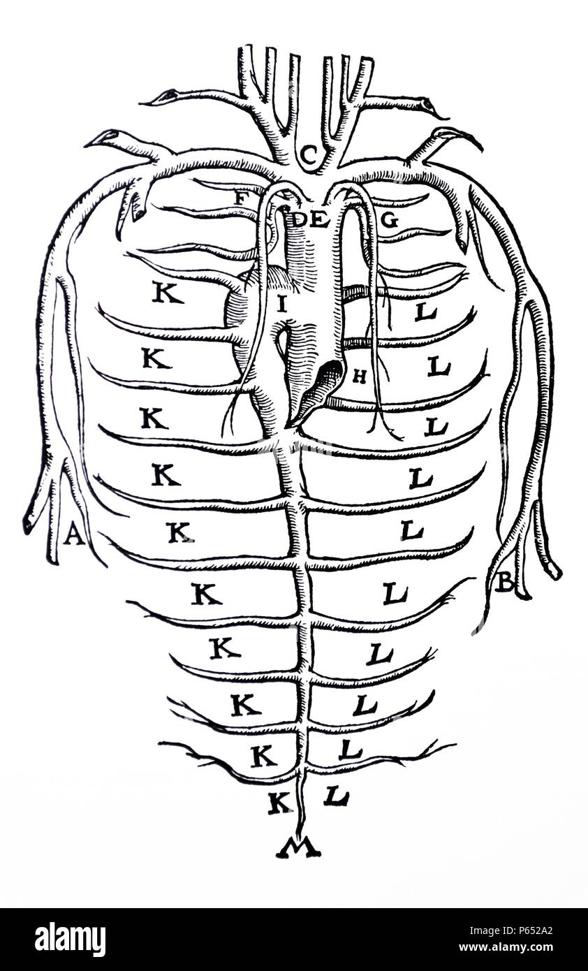 The Plates from the Epitome of the De Humani Corporis Fabrica by Andreas Vesalius, (1514-1564) Plate 88 - A diagram of the azygos system showing the veins and arteries within the thorax. Stock Photo