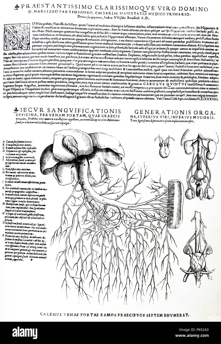 The Plates from the Epitome of the De Humani Corporis Fabrica by Andreas Vesalius, (1514-1564) Plate 89 - diagram showing the male and female reproduction systems (right);diagram showing the liver with venous system (left). Stock Photo