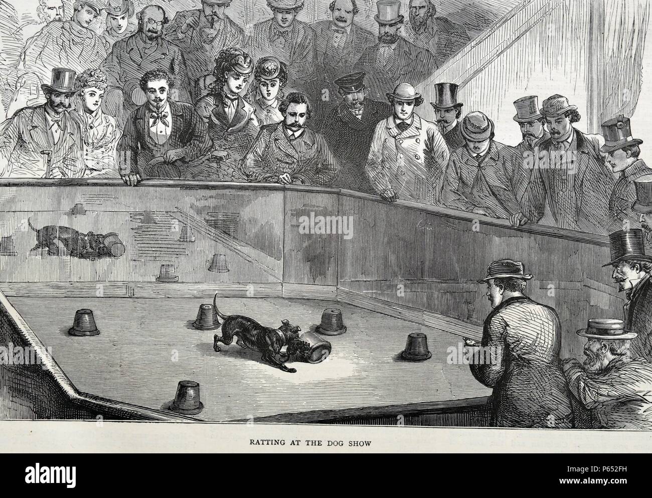 Engraving depicts a rat-baiting scene. Rat-baiting is a blood sport involving the baiting of rats in a pit. It was a popular sport until the beginning of the 20th century. Rat-baiting involved filling a pit with rats and then placing bets on how long it would take for a terrier to kill them all. Stock Photo