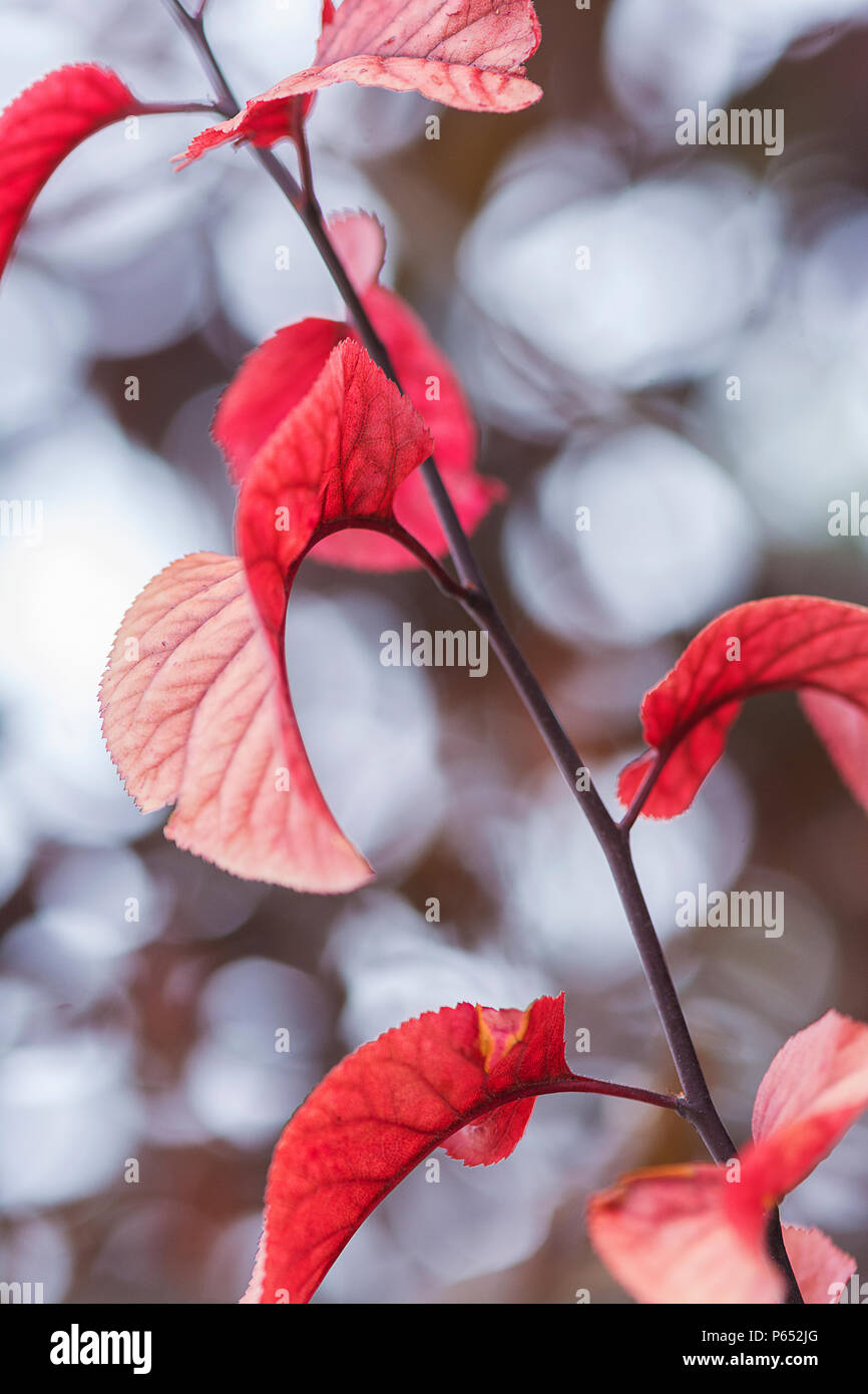 Close up of branch with red leaves against bokeh background Stock Photo