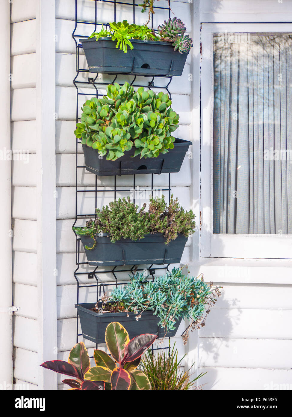 Decorative vertical garden on wall of white wooden house. Stock Photo